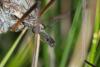 Tipula sp.